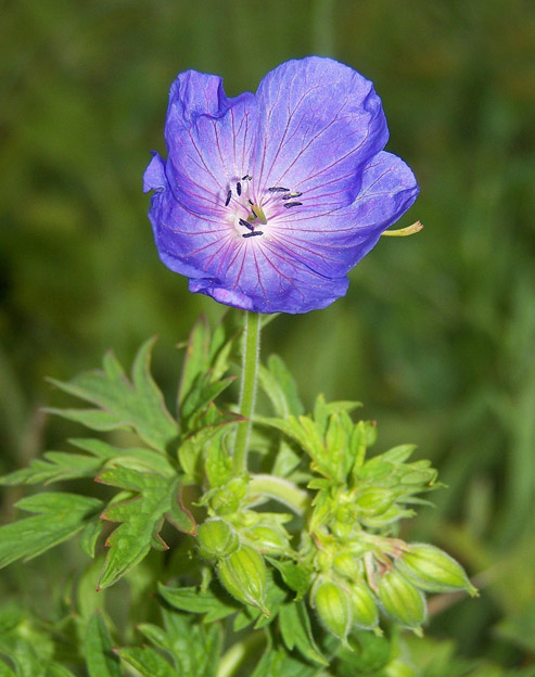 Geranium himalayense `Irish Blue`